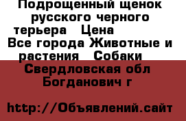 Подрощенный щенок русского черного терьера › Цена ­ 35 000 - Все города Животные и растения » Собаки   . Свердловская обл.,Богданович г.